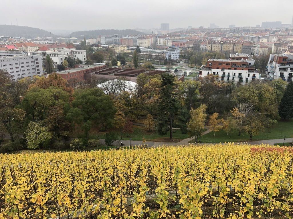 A vineyard on a steep hill in Prague looking downward. The vines are yellow at this time of year, and it's a gray cloudy day. Lots of urban sprawl in the distance.