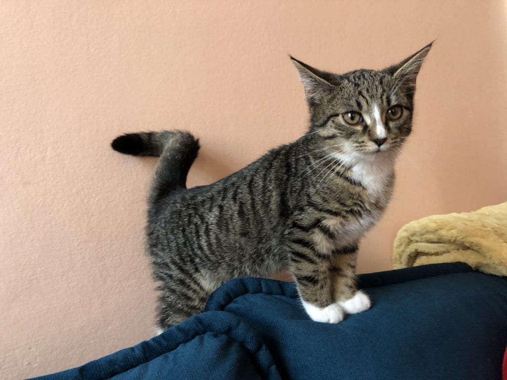 Lewis, standing on top of a teal couch with his tiny stubby legs!