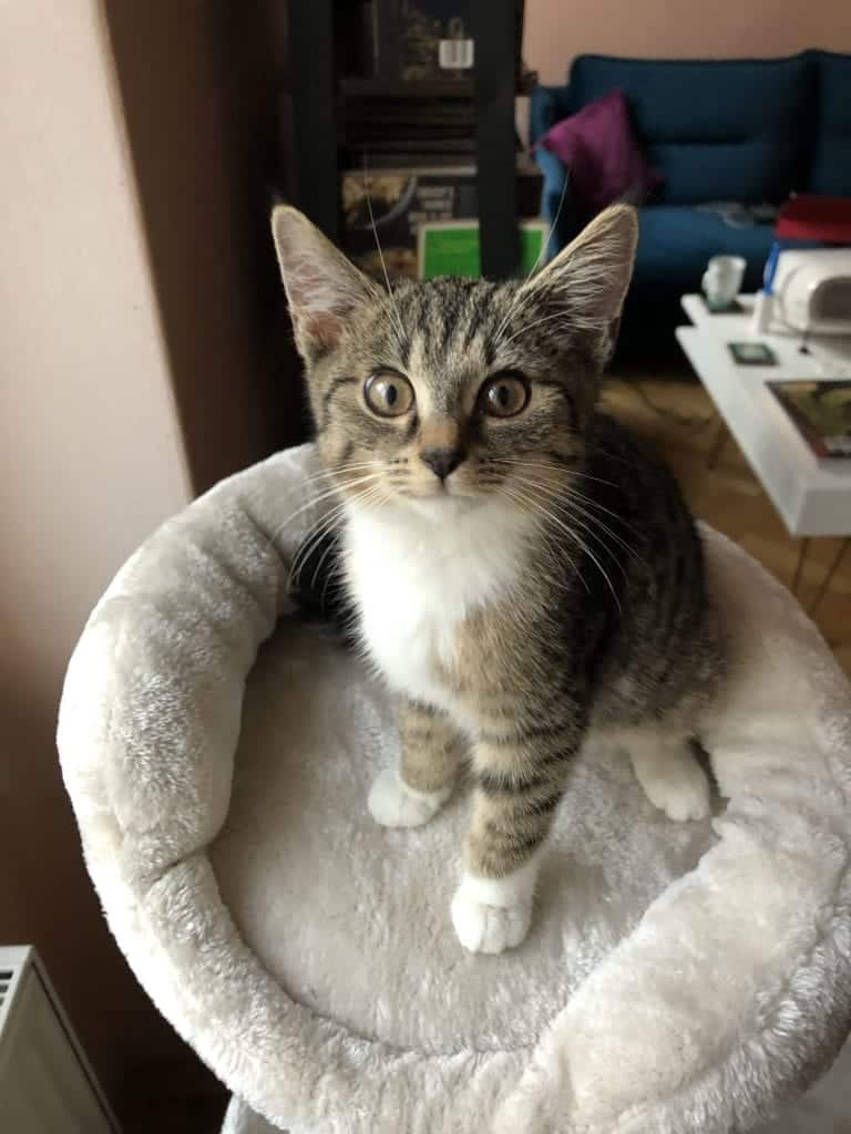 Murray sitting on top of a beige cat tree with a wide-eyed expression.