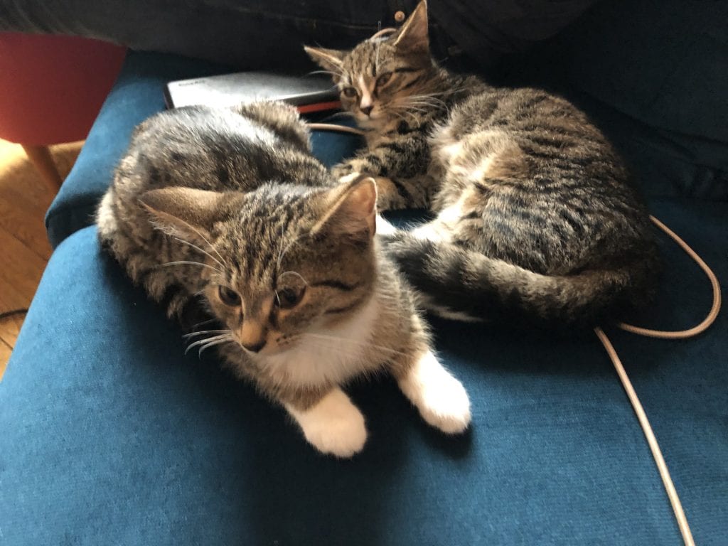 Murray and Lewis sitting together on the teal couch.