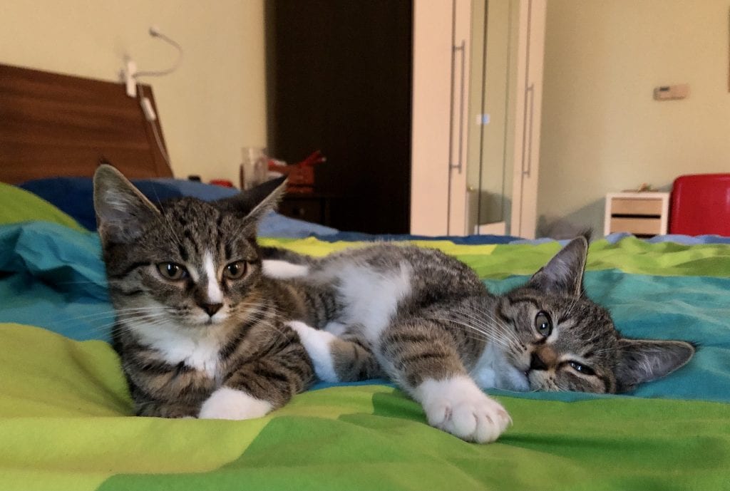 Lewis and Murray: two gray tabby cats with white bellies and white paws lying side by side on a green bedspread.