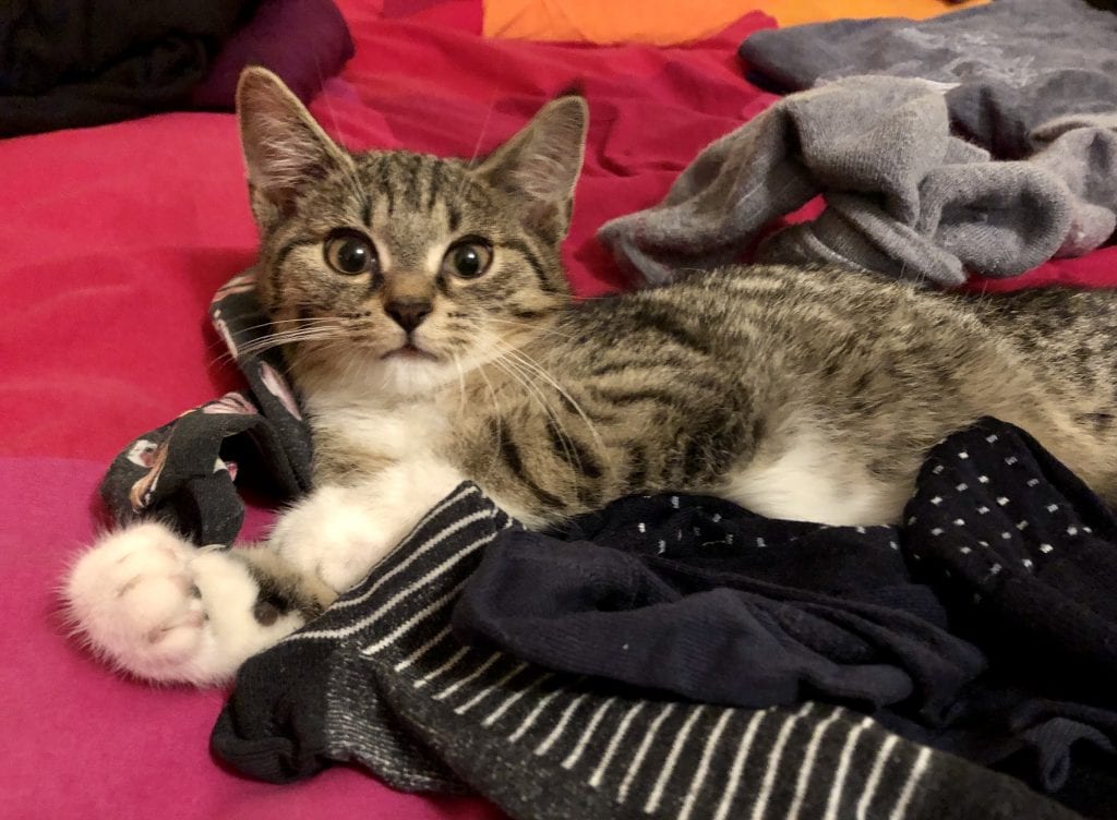 Murray sitting in a pile of socks and giving the camera an adorable wide-eyed expression.
