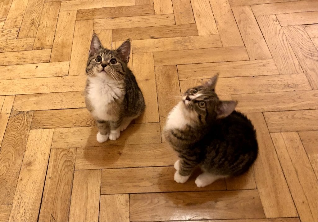 Murray and Lewis on a wooden floor and looking upward in excitement.