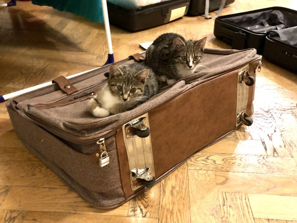 Murray and Lewis as young kittens, both fluffy gray tabbies, sitting on an old-fashioned brown tweed suitcase and looking at the camera.