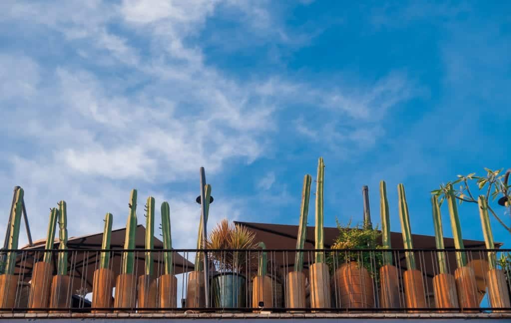 The balcony at a bar, edged with tall skinny green cacti in terra cotta pots, underneath a bright blue sky.