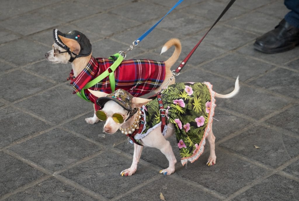 Two chihuahuas wearing funny bedazzled leather hats, round sunglasses and dresses (one red plaid, one with green palms and pink tropical flowers). OMG I just realized the one in the flower dress has multicolored painted nails and is wearing pearls.