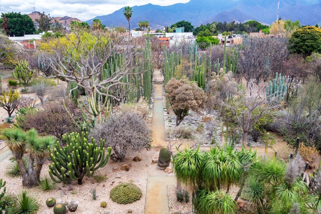 A large garden filled with cacti, palms, and shrubs in shades of brown and green.