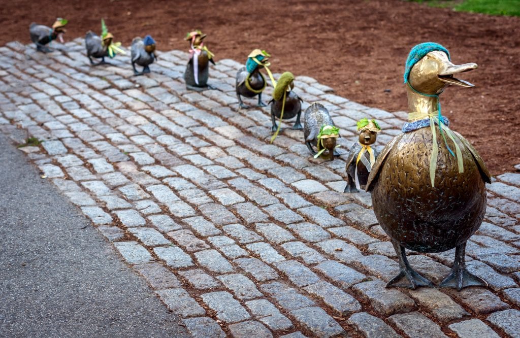 A row of brass duck statues -- the Make Way for Ducklings statue -- and the duck statues are topped with knitted hats and ribbons tied around their necks.