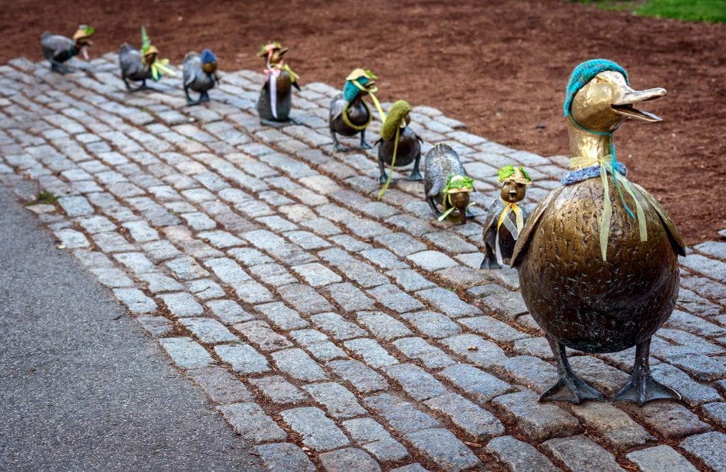 boston trip in october A row of brass duck statues -- the Make Way for Ducklings statue -- and the duck statues are topped with knitted hats and ribbons tied around their necks.