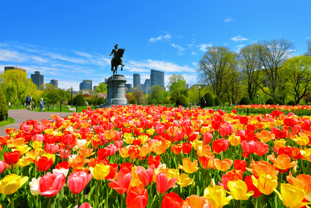 Boston's public garden in the spring: a field of orange and yellow tulips in front of the statue of George Washington on horseback.