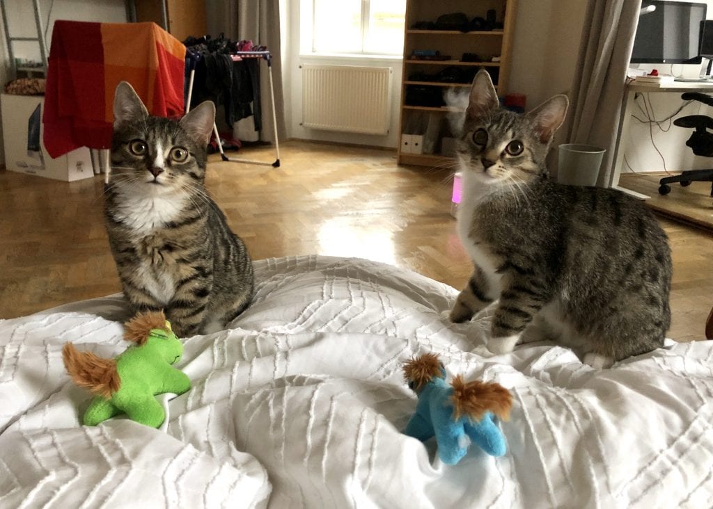 Lewis and Murray, gray tabby kittens sitting on the edge of a bed covered with a white textured bedspread. They sit side by side with wide eyes and each have a little stuffed unicorn in front of them -- one lime green, one bright blue.