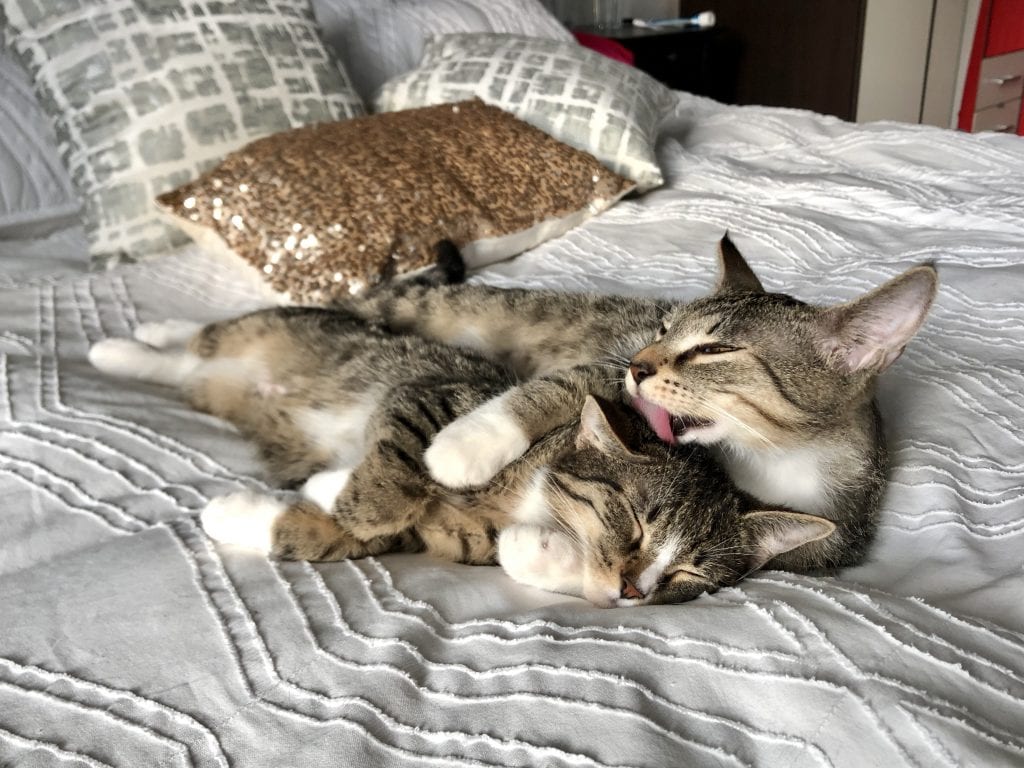 Lewis and Murray on the white bedspread, silver and gold pillows in the background. Lewis is lying down with his eyes closed; Murray is spooning him from behind and licking his ear.