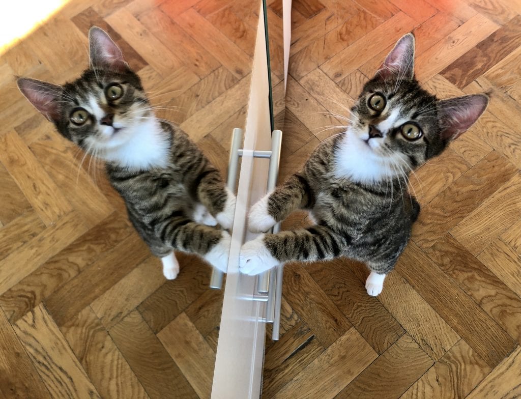 Lewis the kitten stands on his hind legs and leans against a mirror, looking like two cats have their pays pressed together. He has a wide-eyed face and looks extremely cute!