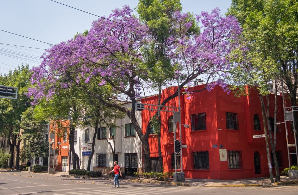 jacarandas in Mexico City
