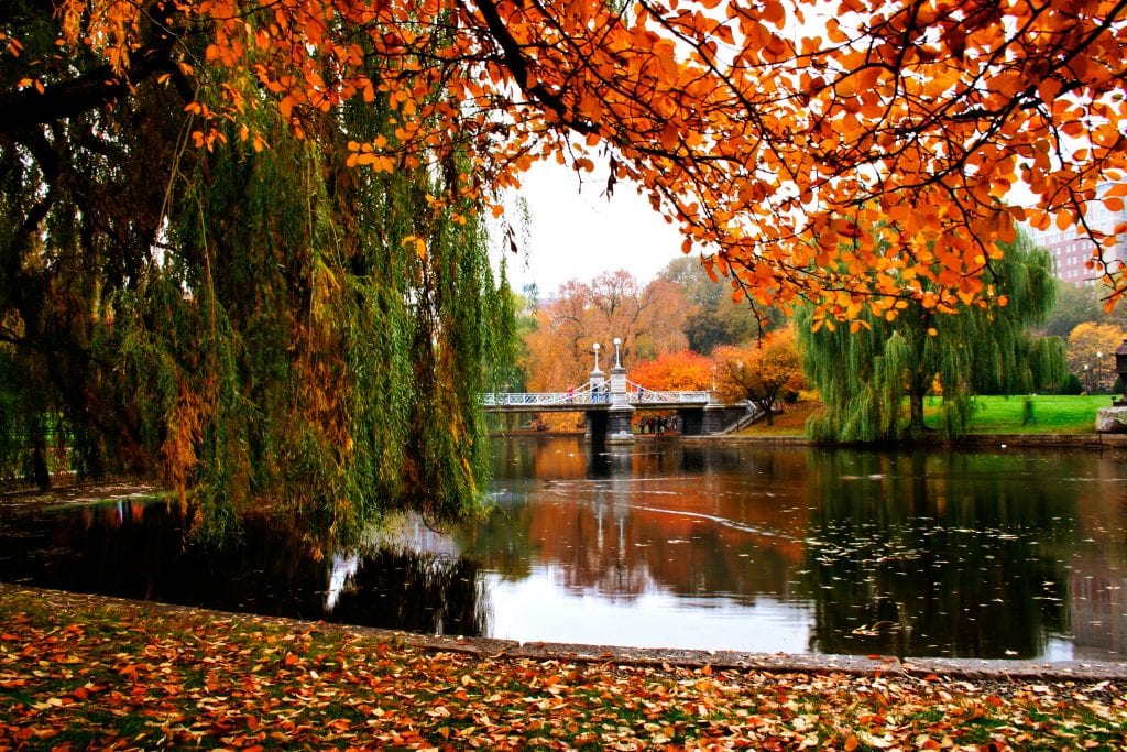 Boston's public garden on a gray fall day, some trees with bright orange leave, lots of leaves on the ground. You see the pond with the small suspension bridge in the background.