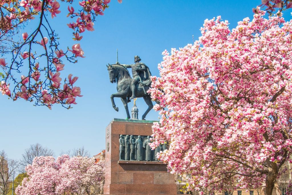 A statue of a man on a horse in Zagreb, surrounded by bright pink blossoms on trees underneath a bright blue sky.