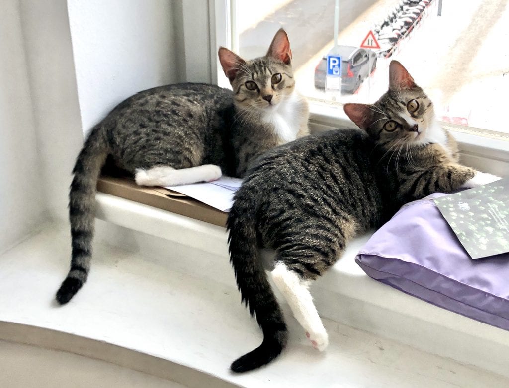 Murray and Lewis (two gray tabby cats with white bellies and white paws -- Murray is a bit lighter, Lewis has a white stripe on his nose) sitting on the windowsill. They were looking outside but turned around for the photo.