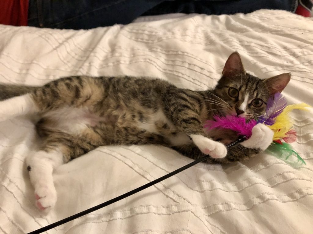 Lewis the gray tabby cat lies on his side and holds a feather-topped stick while staring into the camera, almost as if to say, "Hey ladies!"