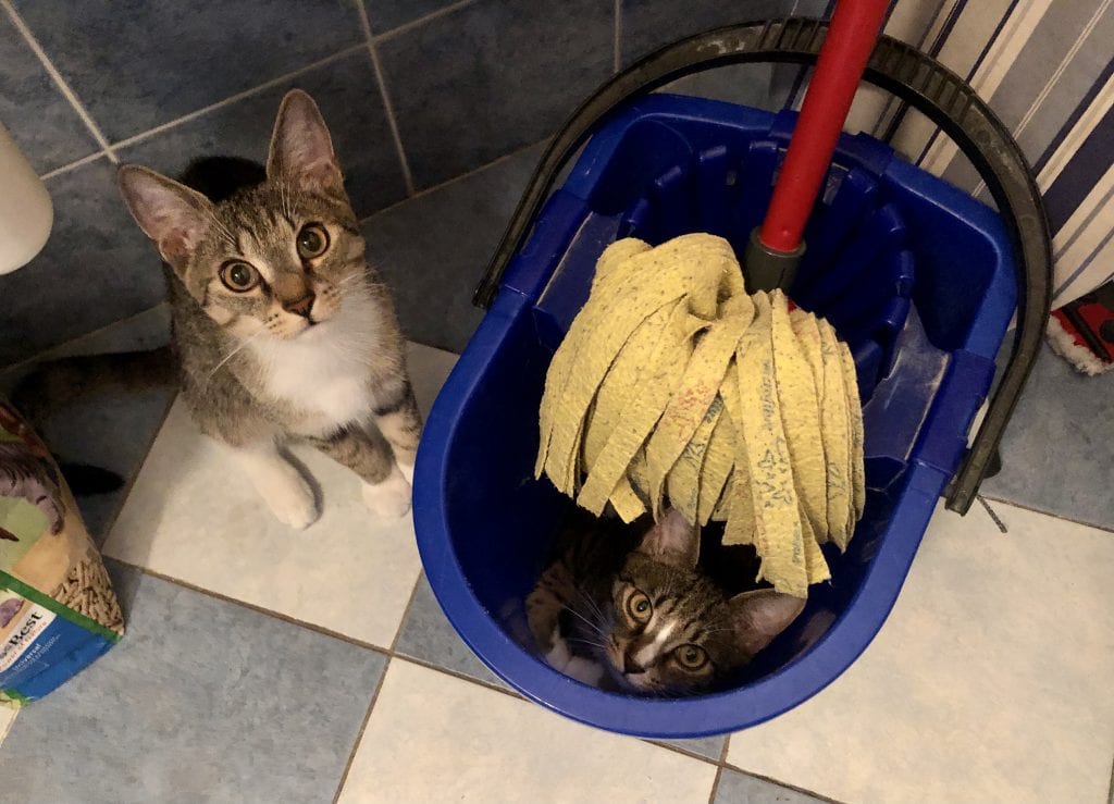 Lewis the cat hides in a blue mop bucket, the mop partially obscuring him. Murray the cat sits next to the bucket. Both look upward with innocent eyes as if to say, "Who, me?"