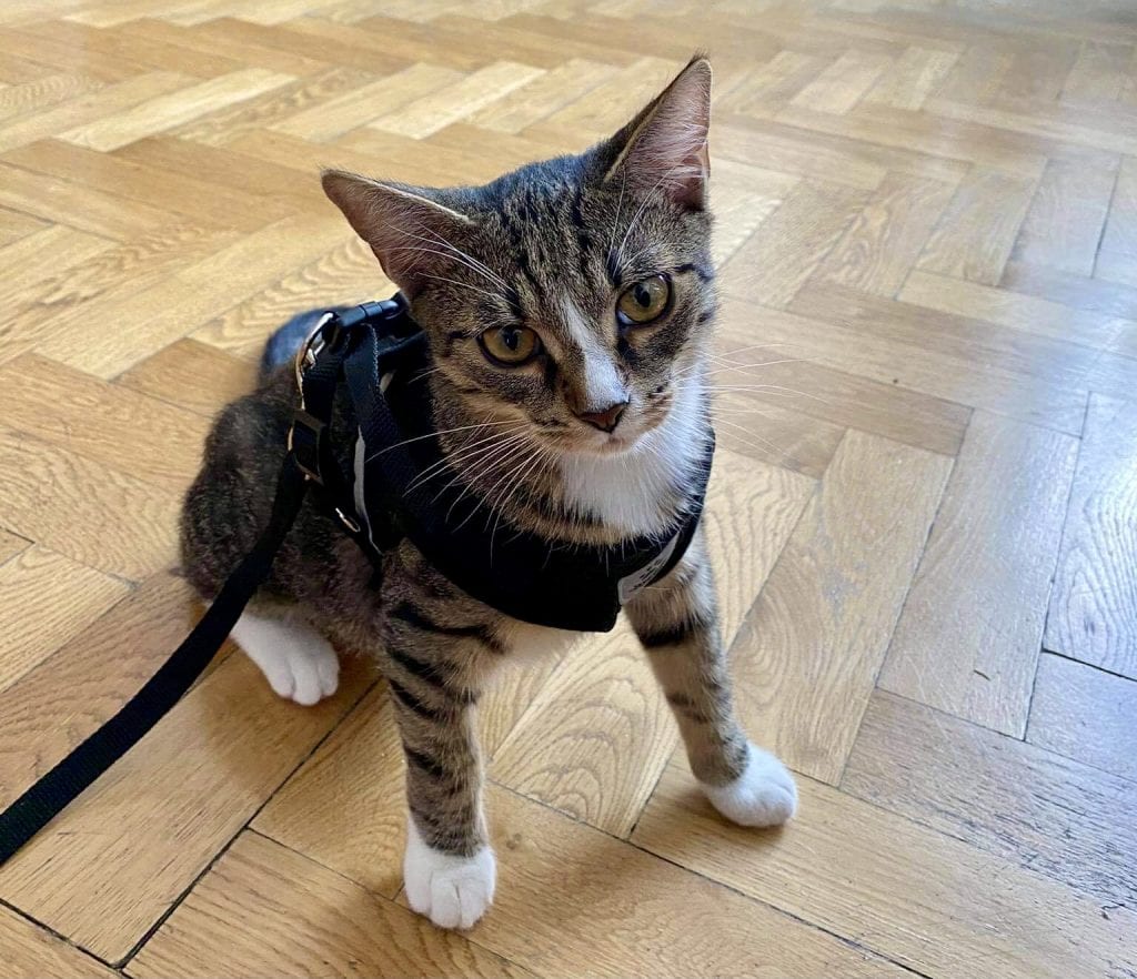 Lewis the gray tabby cat with a white stripe on his nose, sitting on the hardwood floor, wearing a black cat harness attached to a leash. He has his white front paws splayed out as if he's ready to go.