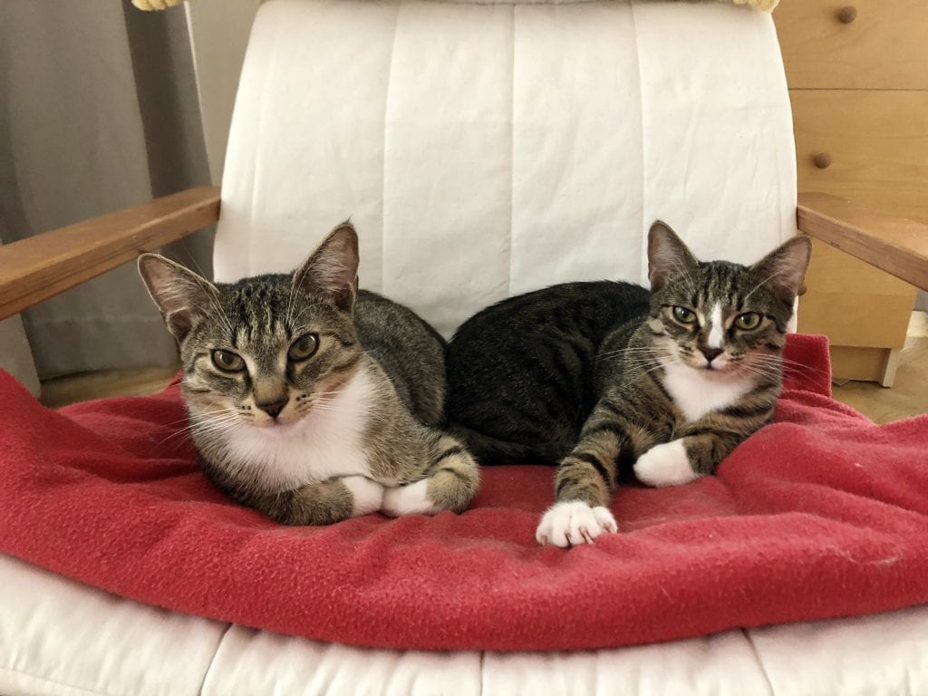 Murray and Lewis, two gray tabby kittens with white bellies and white paws, sitting on a red blanket on a white chair. They both stare straight at the camera, Murray folding his arms beneath him, Lewis reaching one arm out and showing his claws. They are glaring like they're trying to intimidate.