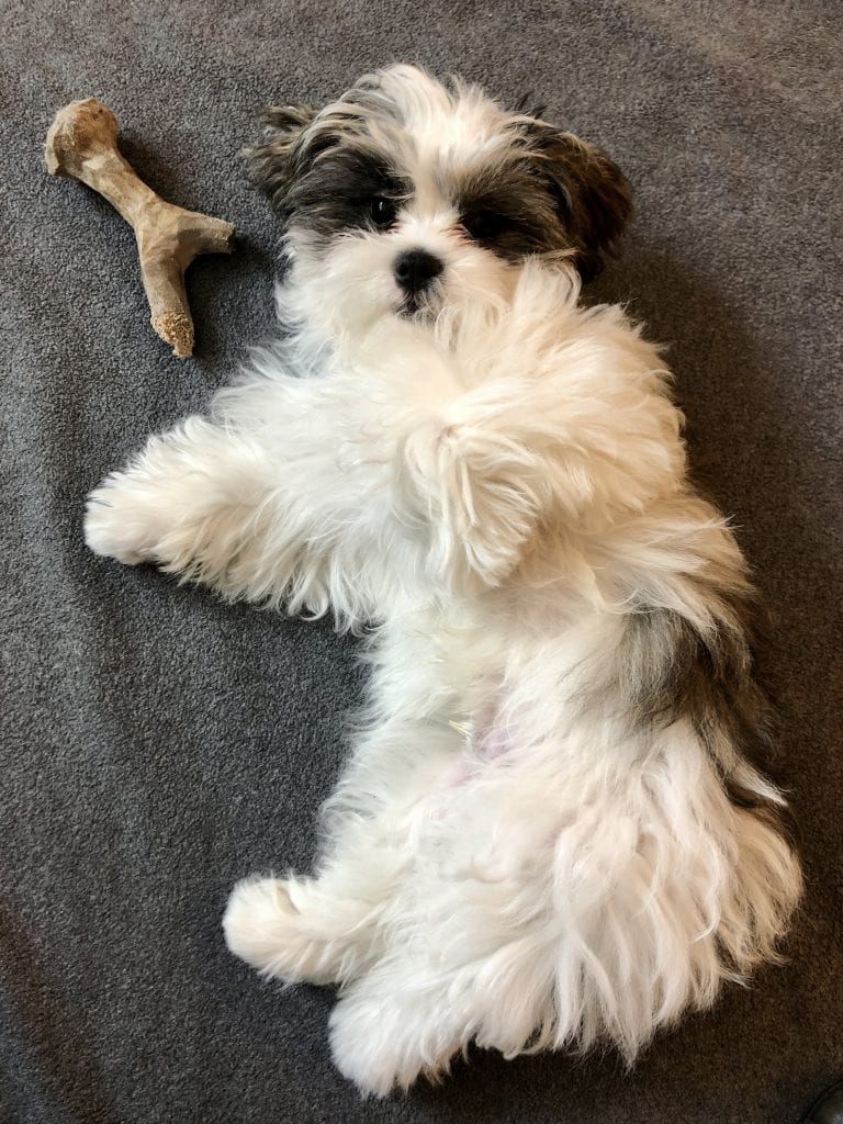 Benny the Lhasa apso puppy! He is small and mostly white with some black patches. He has long, shaggy straight hair. He lies on his belly and looks up at the camera expectantly.