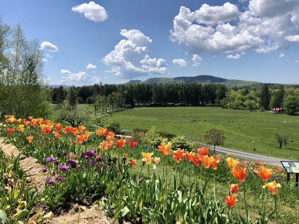 A row of bright orange and yellow pointy tulips overlooking a country road in the Berkshires, mountains in the distance.