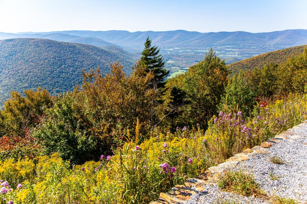 View from the top of Mount Greylock -- a hillside covered with purple wildflowers leads to pine trees, and in the distance, more mountains.