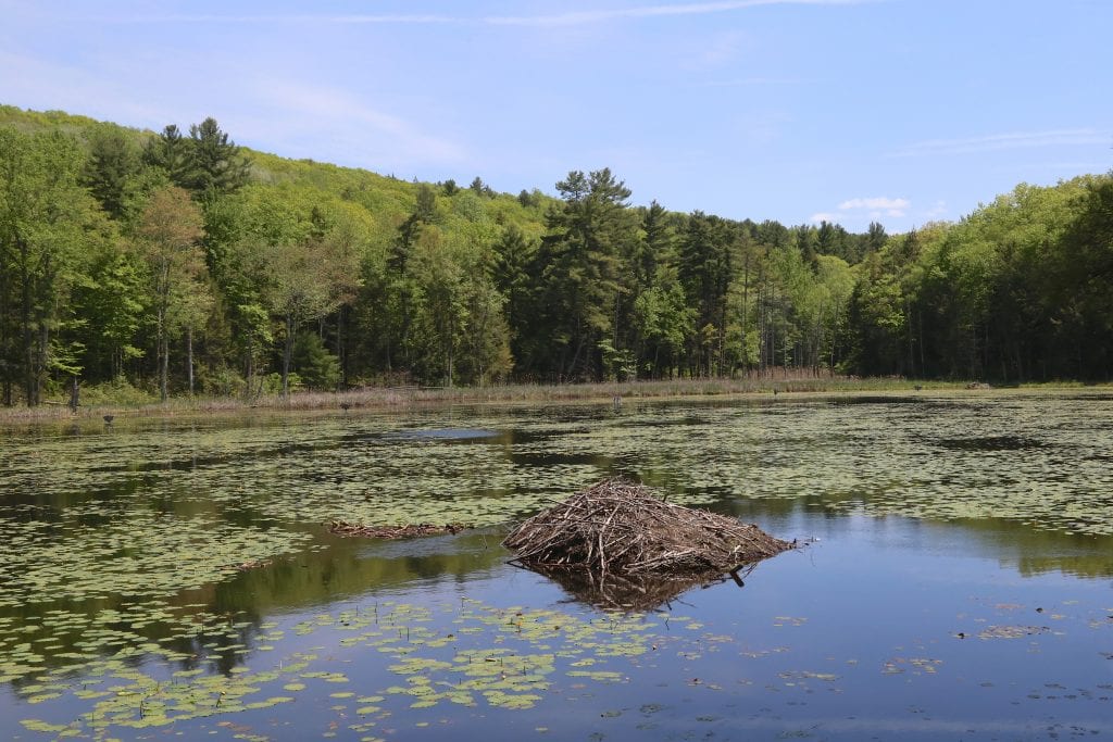 A calm pond covered with lily pads, surrounded by forest.