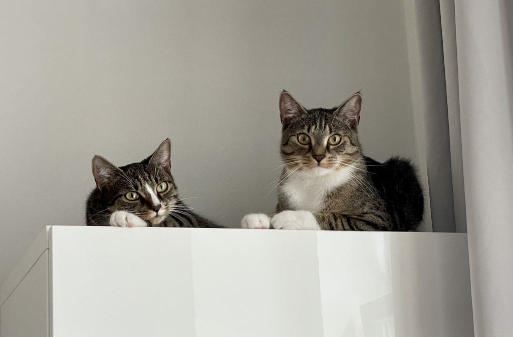 Lewis and Murray, two gray tabby kittens with white bellies and white paws, sitting on top of a tall white shelf and looking at the camera as if to say, "Who, us?"
