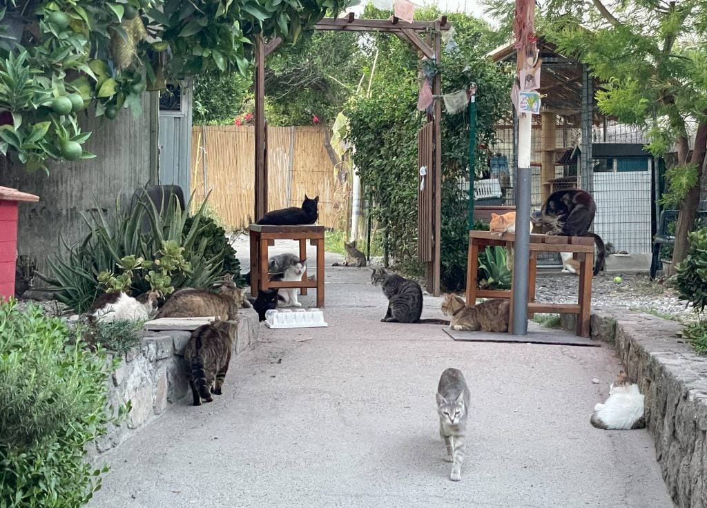 The inside of a cat sanctuary! A cement path with two short walls on each side, and about a dozen gray, brown, and orange cats, all looking well fed and chunky, lounging around.