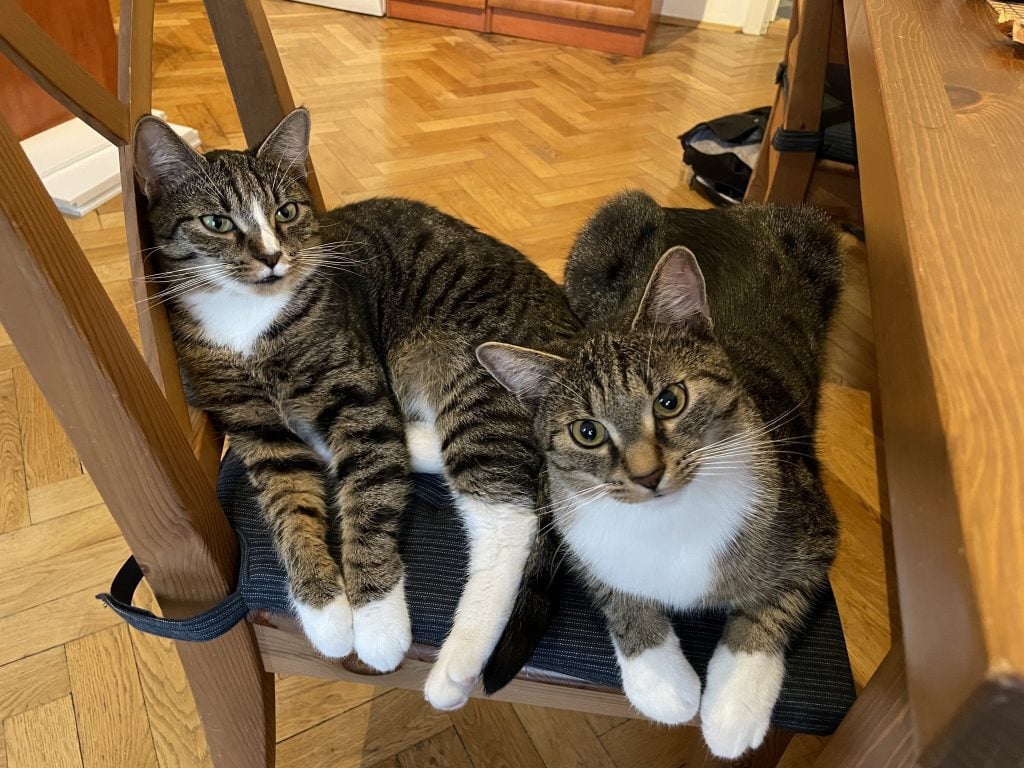 Lewis and Murray, two gray tabby kittens with white bellies and white paws, sitting on the same chair together, giving the camera very serious looks.