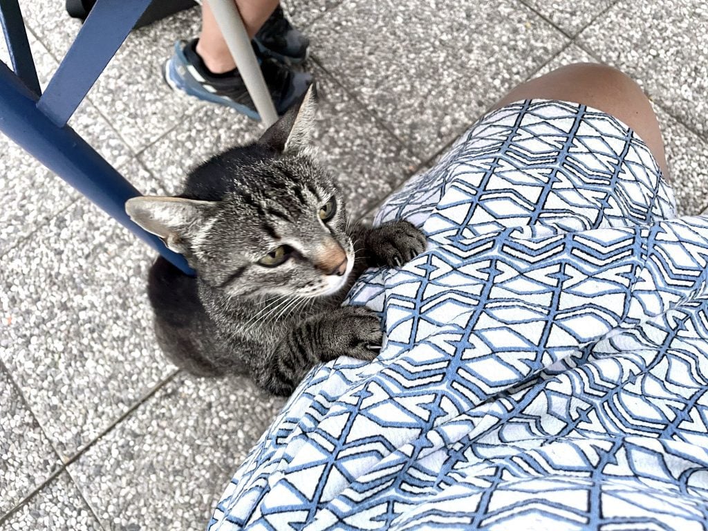 A tiny gray cat reaches up and puts his paws on Kate's lap.