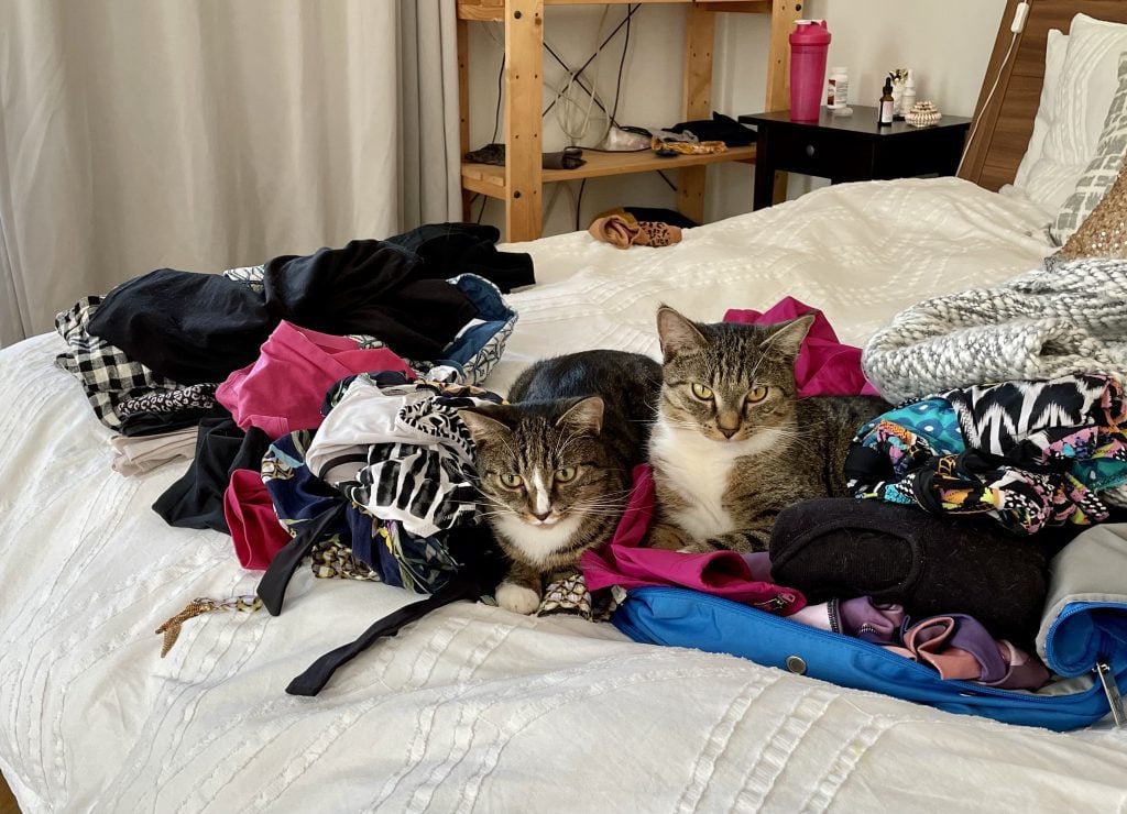 Lewis and Murray, the two gray tabby cats with white bellies and white paws, sitting on a big pile of Kate's clothes as she packs them for a trip.