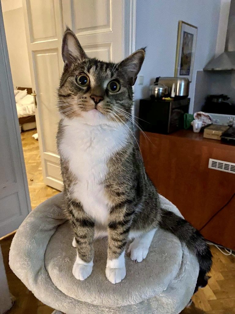 Murray the cat looking extremely cute -- sitting on top of his cat tree, his eyes looking very big. He's gray tabby striped with a big white belly and white pays.