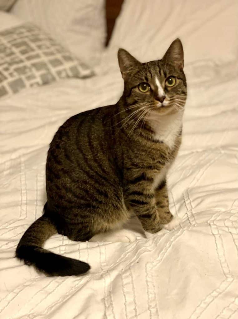 Little Lewis the cat, sitting calmly on a white bedspread and looking calm. He's gray striped with a smaller white belly, with a white stripe down between his eyes.