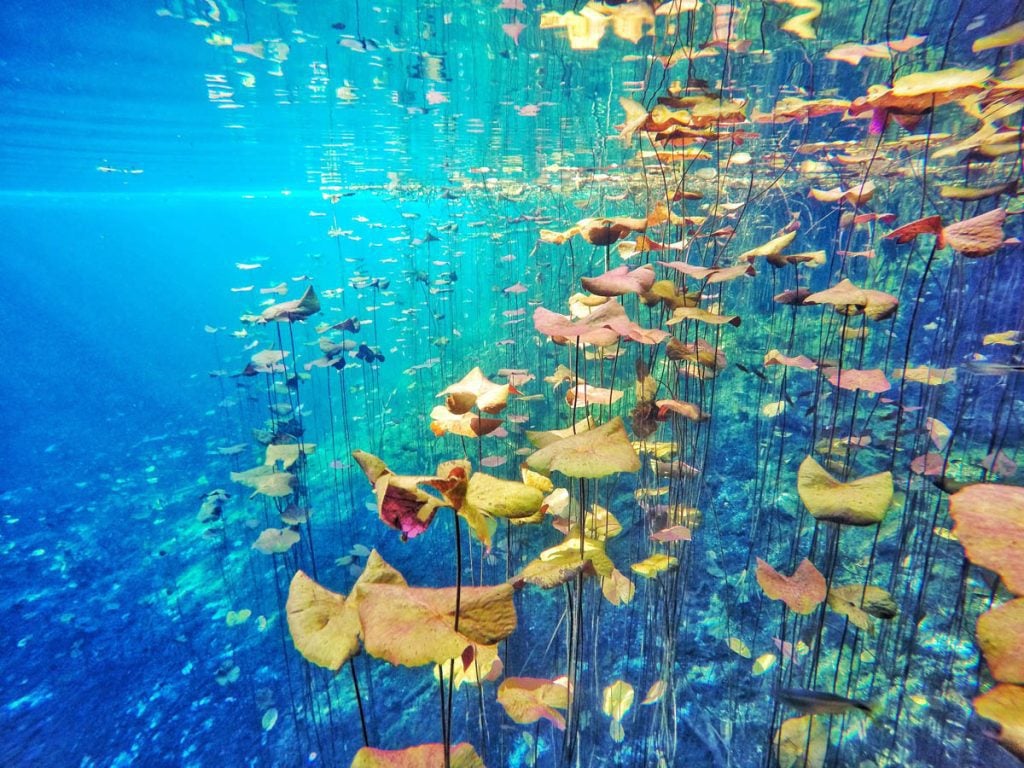 An underwater shot of brown leaf gardens inside a cenote.