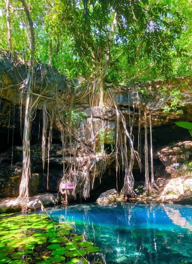 An outdoor cenote with bright neon blue water, surrounded by vines and bright green lily pads.