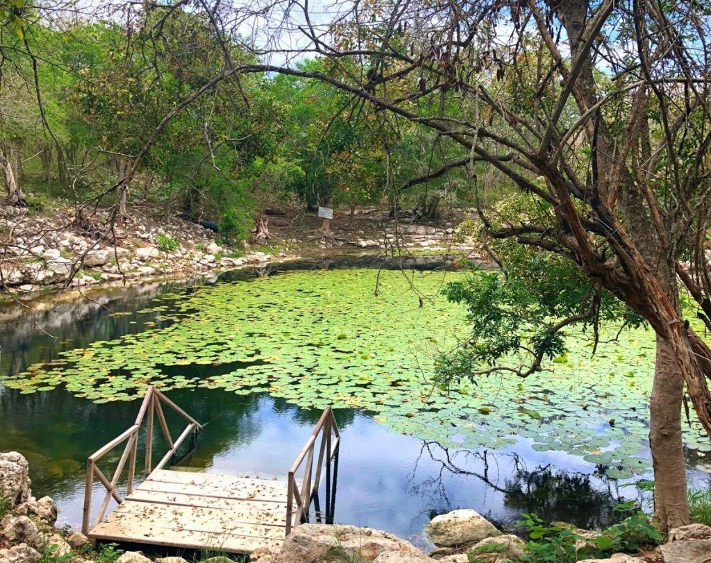 An outdoor cenote that looks like a dark lake, 80% of it covered with bright green lily pads.