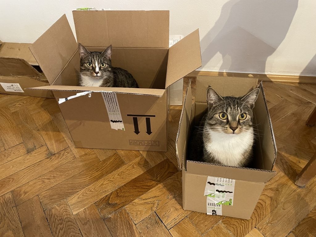 Lewis and Murray the cats, each sitting in their own cardboard box and looking at the camera with wide eyes.