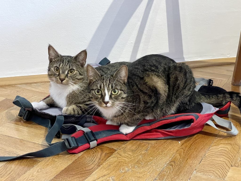 Murray and Lewis the little gray cats, crouched together, sitting on a red backpack on the floor.