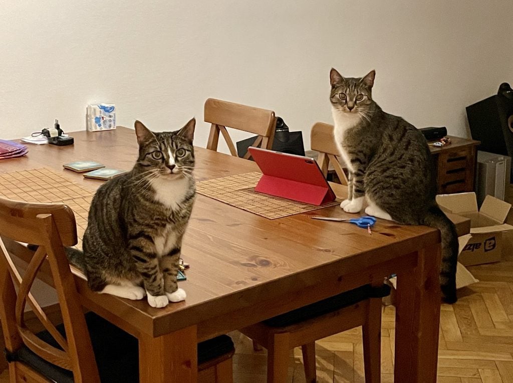 Lewis and Murray the gray tabby cats with white bellies and white paws, each one sitting on a corner of the wooden dining table, staring expectantly.