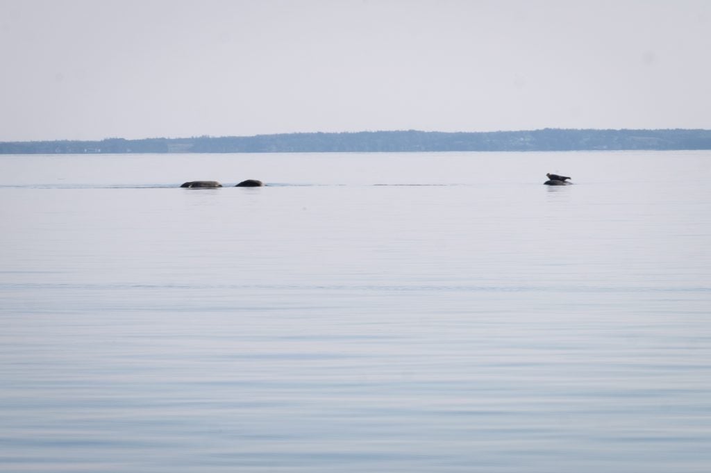 A calm bay, and in the distance, a gray sea lion perched on a rock.