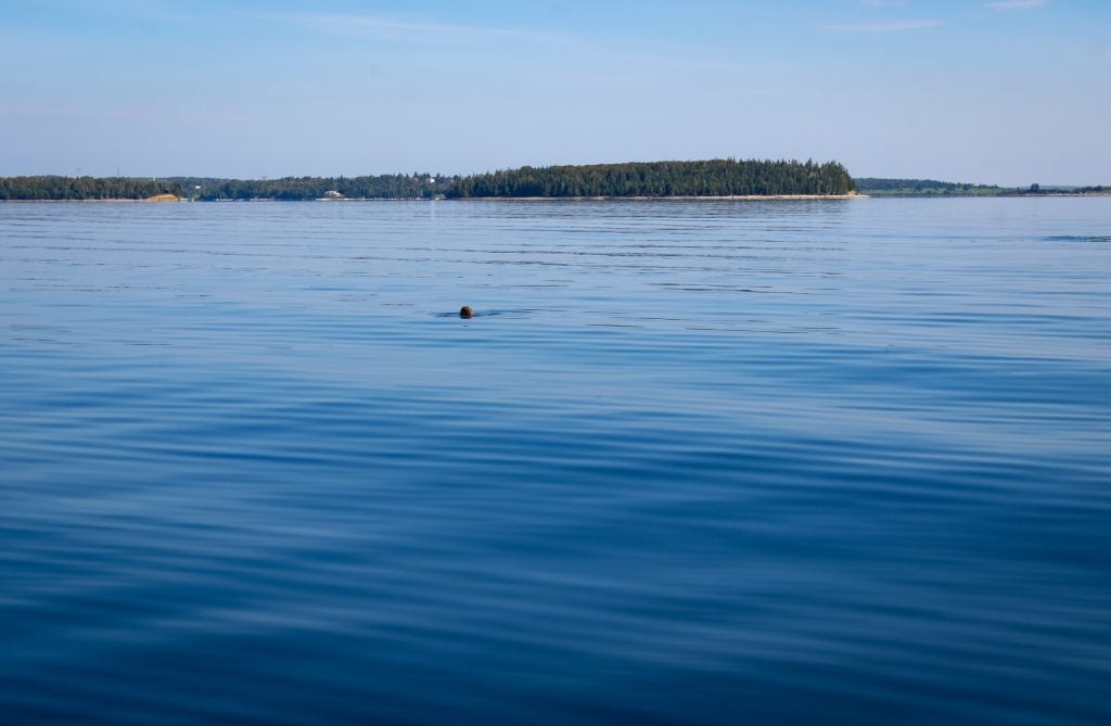 The head of a sea lion swimming in the water.