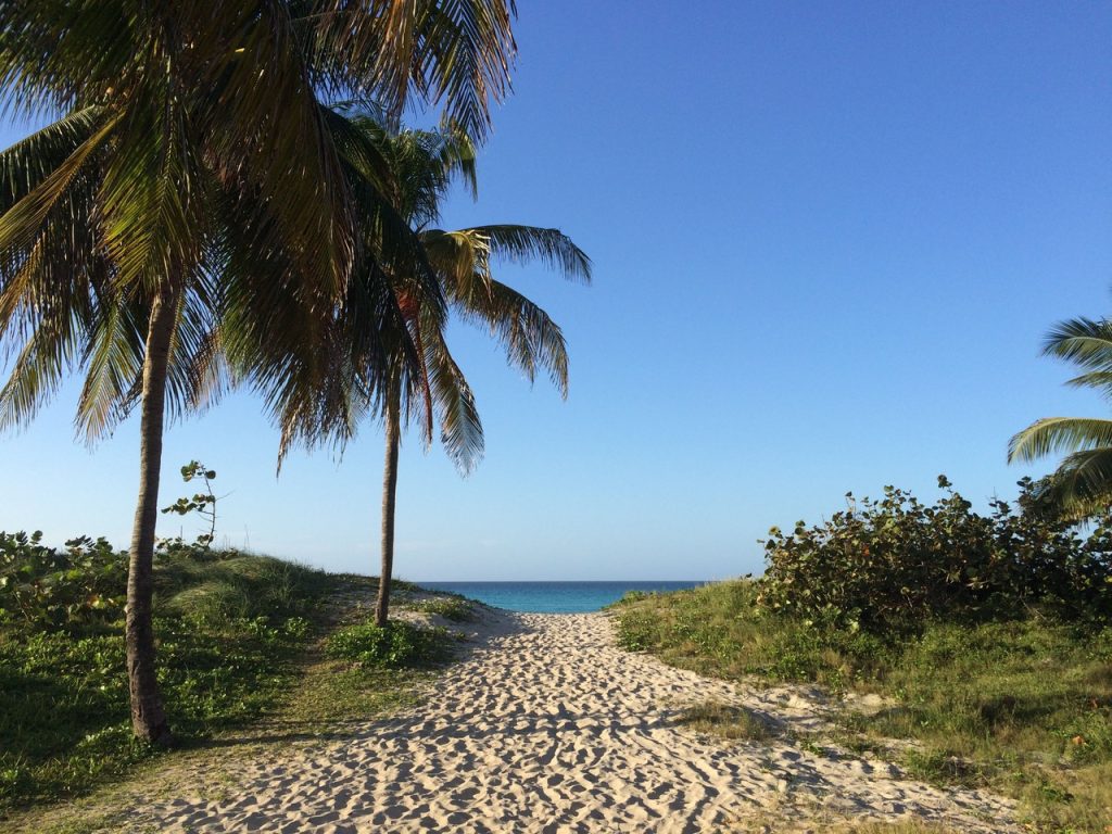 A few down a sandy path with palm trees on the left and grass on the right and the sea in the background