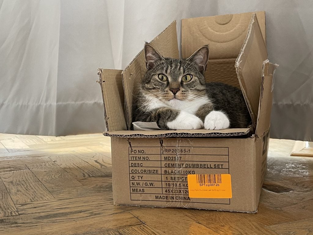 Murray the gray tabby cat with white belly and white paws, sitting inside a wooden box with his paws perched on the edge, like he's working at a service desk.