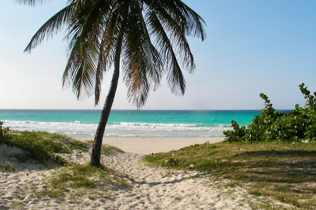 A palm tree on a white sand beach with turquoise water in the background in Varadero Cuba