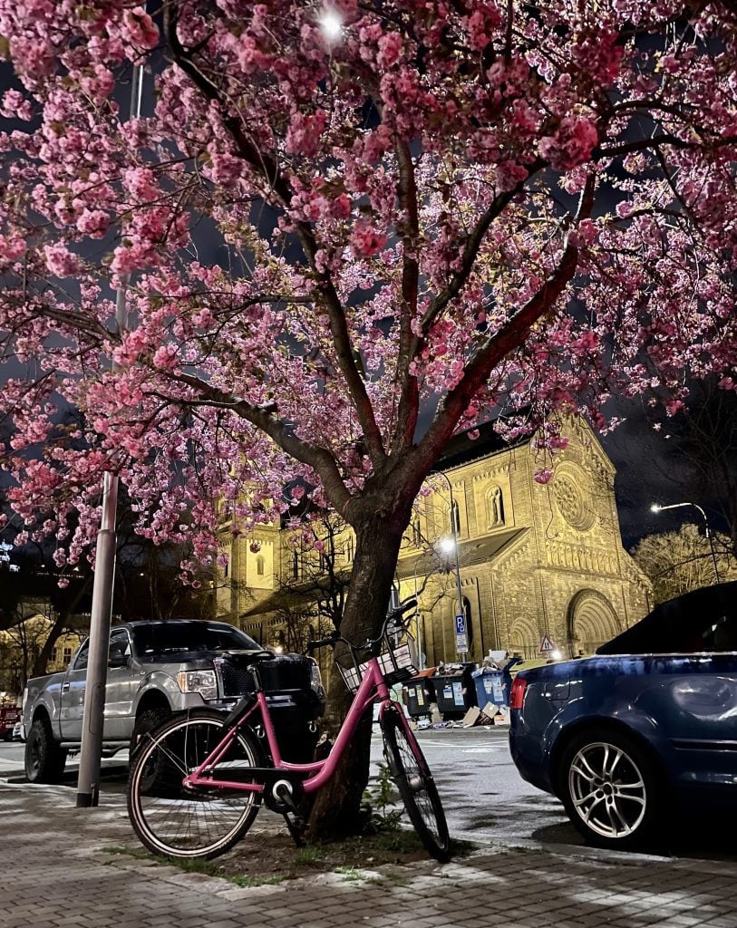 A night scene in Prague with a cherry tree bursting with bright pink blossoms against the dark sky. In the background is a gothic church; in the foreground is a pink bicycle.