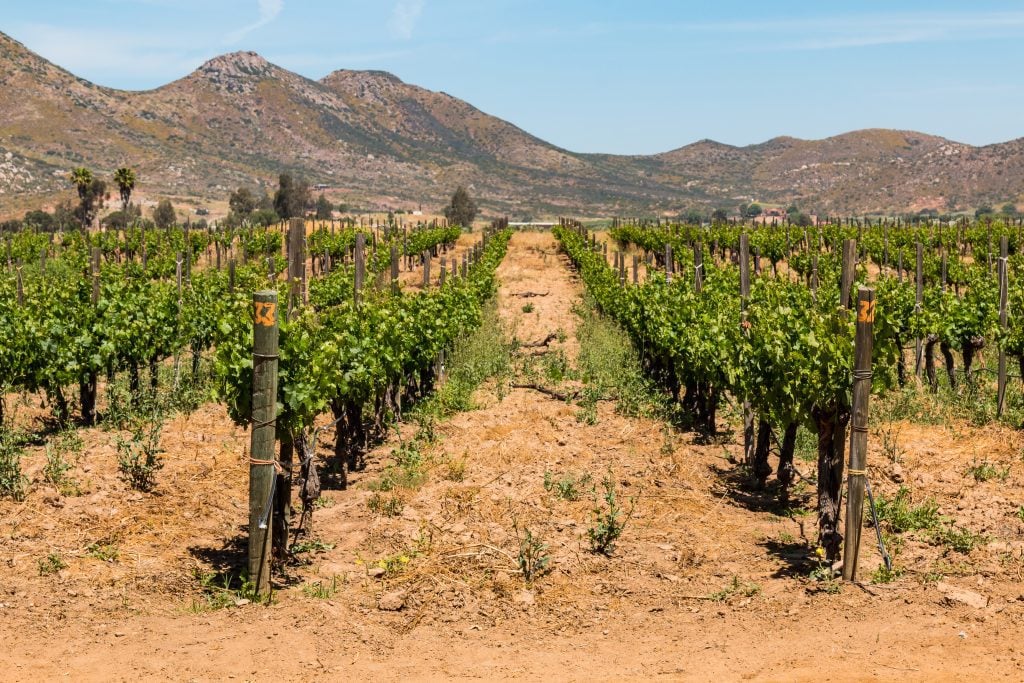 A vineyard in a desert with mountains in the background.