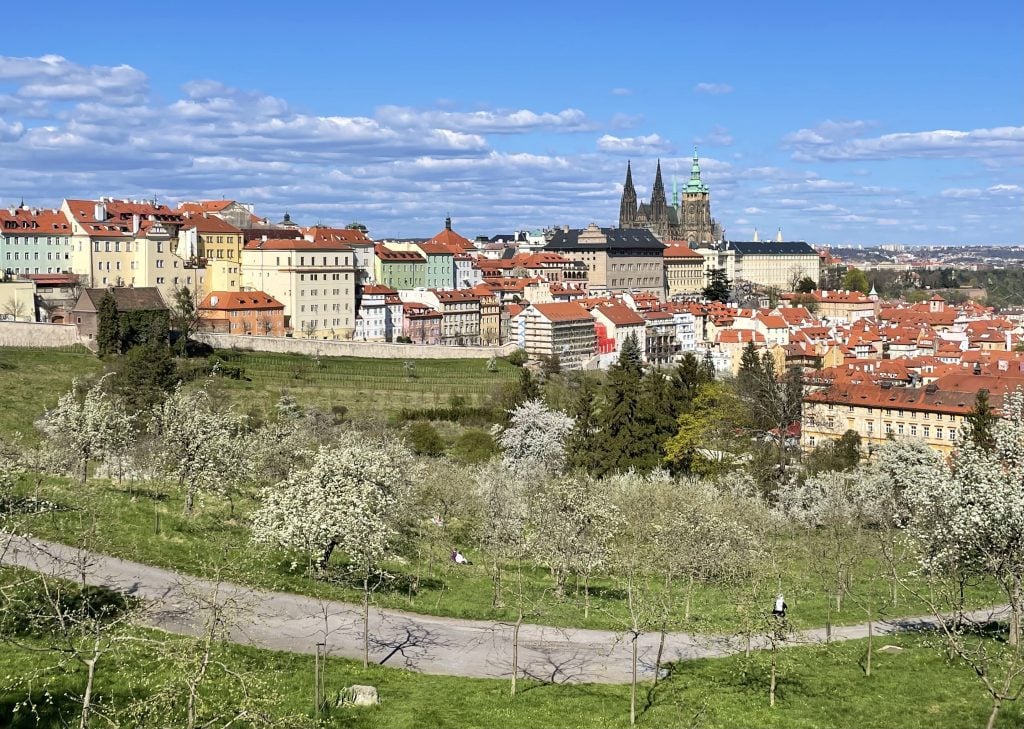 The city skyline of Prague with Prague Castle and it's cathedral in the background surrounded by orange roofed buildings. In the foreground, a park with lots of trees covered in white blossoms.